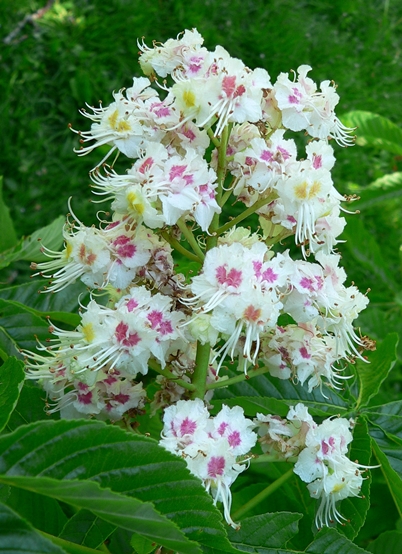 {Aesculus hippocastanum}